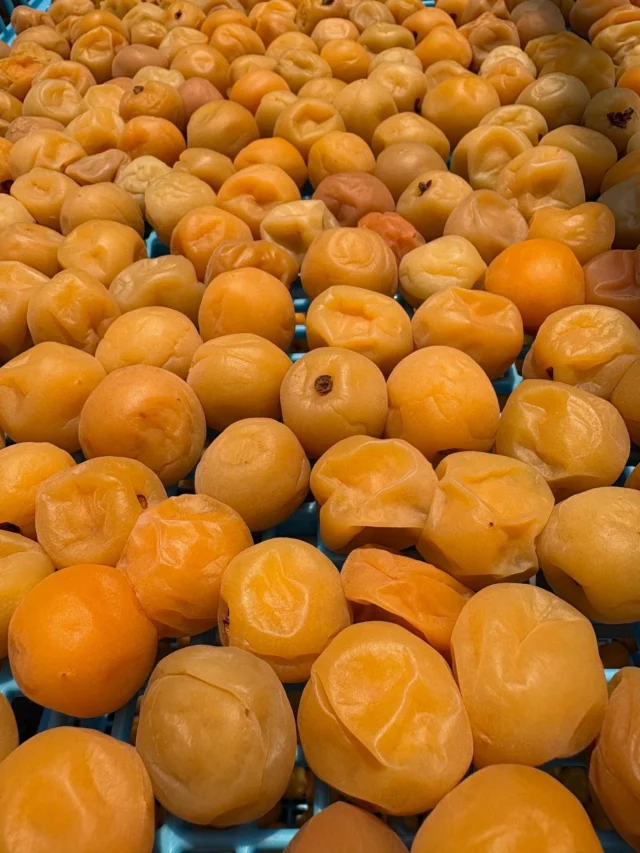 ポーラーベアー　愛媛県産 七折梅 10Kg 楽天市場】【限定販売】七折小梅 約2.5kg（2〜3Lサイズ）5月下旬